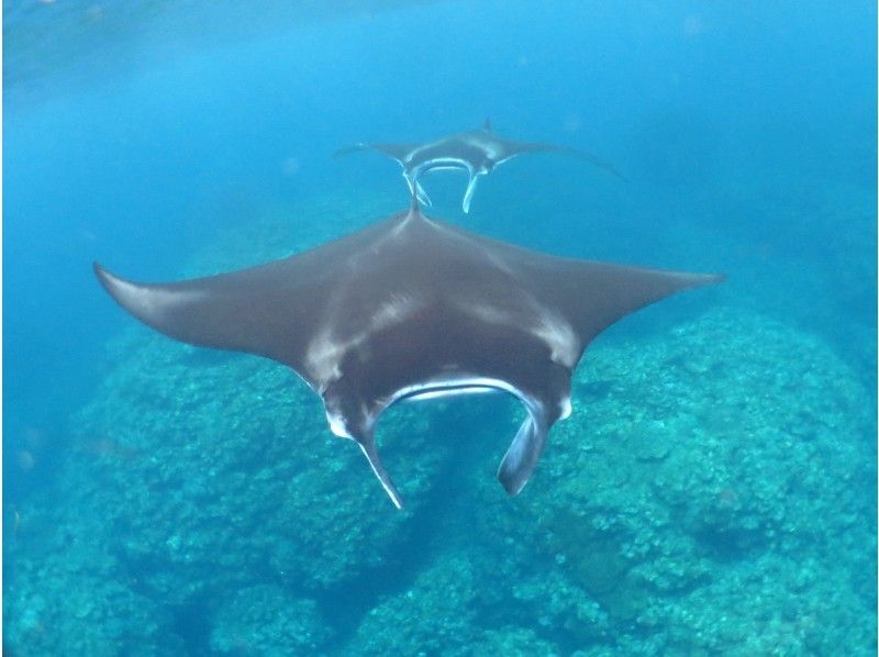 【石垣島】ファミリー大歓迎！マンタとウミガメシュノーケル&幻の島&サンゴ礁シュノーケル&竹富島観光
