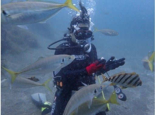 [Shizuoka, Numazu, Nishiizu, Osezaki] Beginners welcome! Experience diving! Enjoy the Izu sea where many fish live. Underwater photo data giftの画像