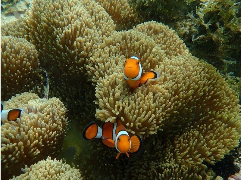 【沖縄・西表島】【半日】天然の水族館で泳ごう！星砂の浜シュノーケリング【写真データ無料】
