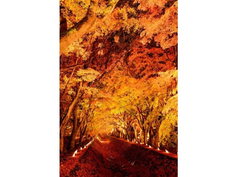 期間限定!!1泊2日貸し 2019富士河口湖紅葉まつり「もみじ回廊ライトアッププラン!!」