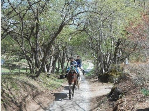 [Yamanashi / Yatsugatake] Full Horse riding day trip Baba lesson + forest bathing trekkingの画像