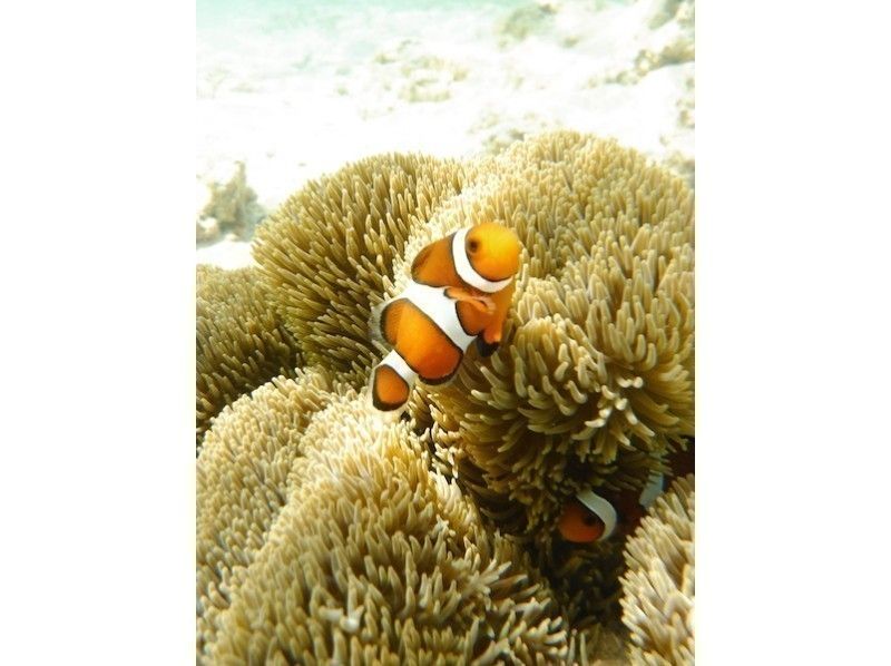 【沖縄県石垣島】透明度の高い今が狙い目！ウェットスーツとフードで安心♪米原ビーチでスノーケルツアー！