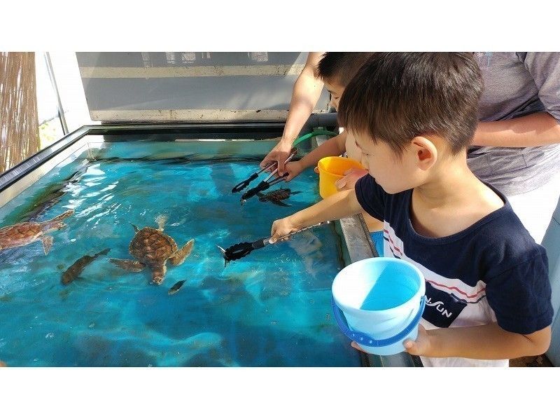 ウミガメ飼育員さんのおしごと体験