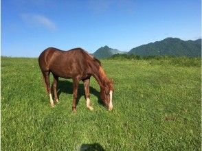 【北海道・日高】体験乗馬・お一人様プラン（60分）チョット乗ってみたい方・初心者の方