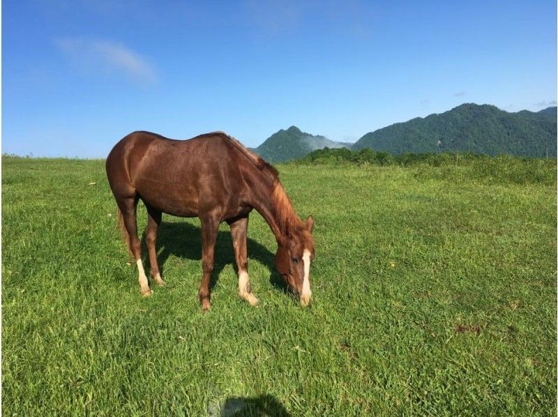 【北海道・日高】体験乗馬・お一人様プラン（60分）チョット乗ってみたい方・初心者の方