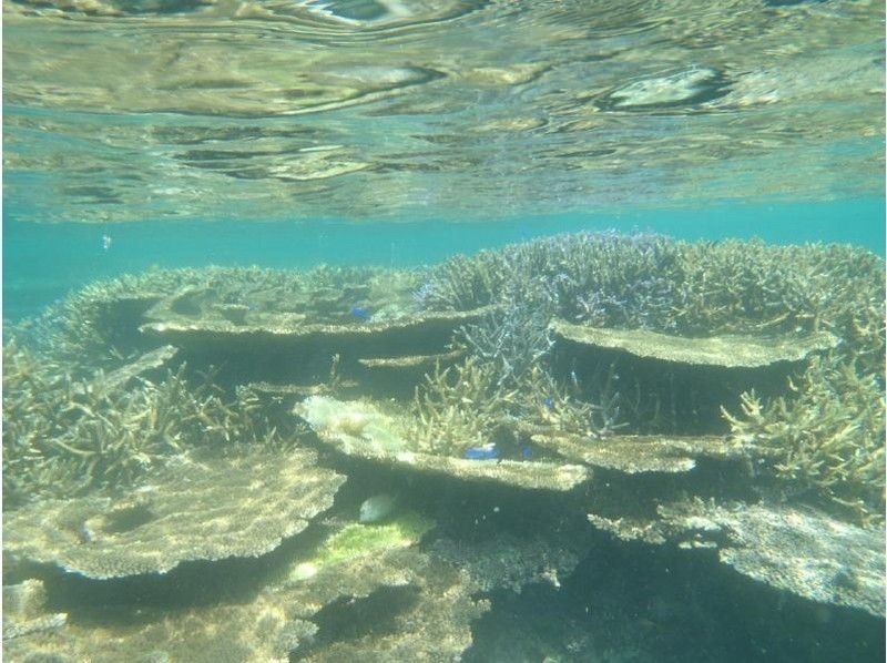 [มิยาโกจิม่าแนะนำ] ดำน้ำดูปะการังที่ยอดเยี่ยม + การแสดงถอดโบนิโตบนเรือ & ทานได้ไม่อั้นเป็นที่นิยม "เกาะอิราบุท่องเที่ยวใต้ทะเลซุมิยะ"