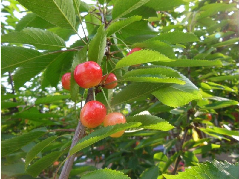 秋田 大仙 さくらんぼ狩り 食べ放題 紅さやか 佐藤錦 月山錦他 お子さまと一緒にどうぞ アクティビティジャパン