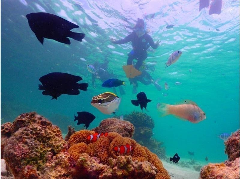 【沖縄・石垣島】1日コース★幻の島上陸&石西礁湖シュノーケリング★幼児無料★ツアー写真プレゼント付!