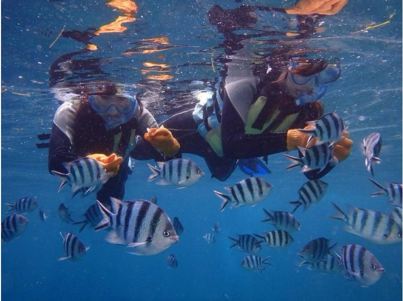 Super Summer Sale Special Discount "Let's take a peek into the underwater world! Full-scale snorkeling program! With family, couples and friends!の紹介画像