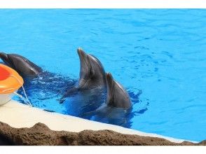 【東京発・東伊豆・伊東】日帰りドルフィンスイム＆体験ダイビングの画像