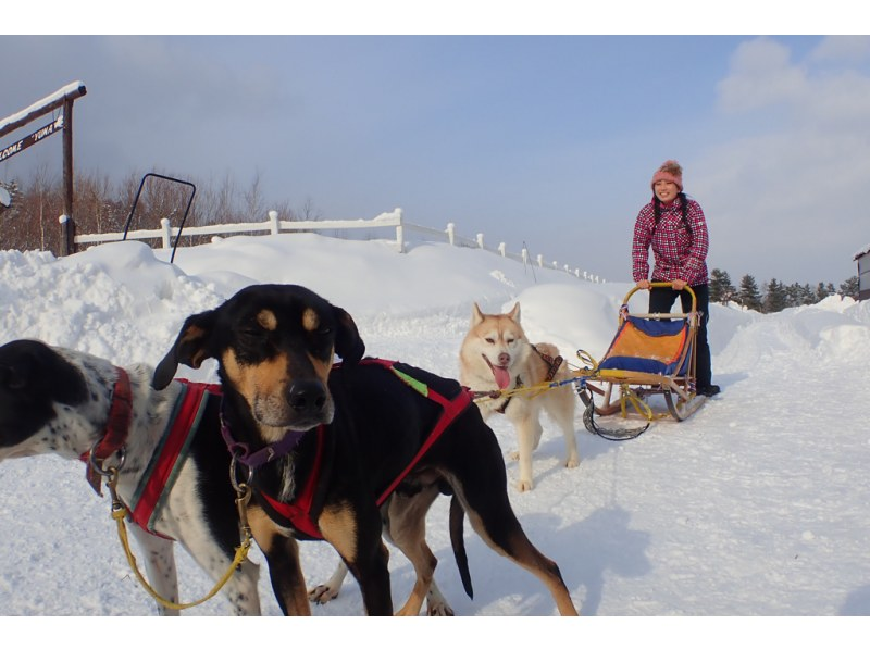 [Hokkaido/Furano/Biei] Hokkaido's winter 1-day enjoyment plan starting from Sapporo - includes dog sledding, snowshoeing, and hot springs!の紹介画像