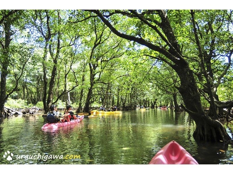 【Iriomote Island】 Utara River half-day Canoeing experience (two people more)の紹介画像