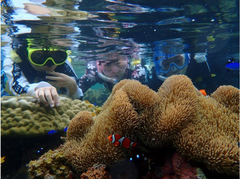 【 石垣島 】在Maibara海灘浮潛之旅！海灘入口處有許多珊瑚礁和生物！尼莫也可以很快見面の紹介画像