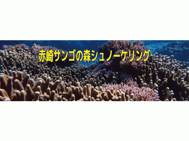 【鹿児島・与論島】赤崎サンゴの森のシュノーケリング