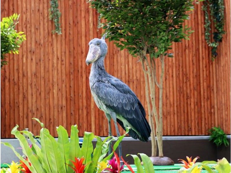 【東京駅発】特典付！あったか花と鳥の楽園！掛川花鳥園「ことり万博」でことり三昧バスツアー　13527