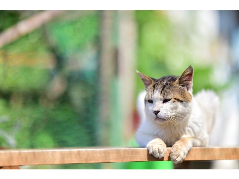 【秋~冬におすすめ!】猫の島でにゃんこツアー(1ドリンク付き)