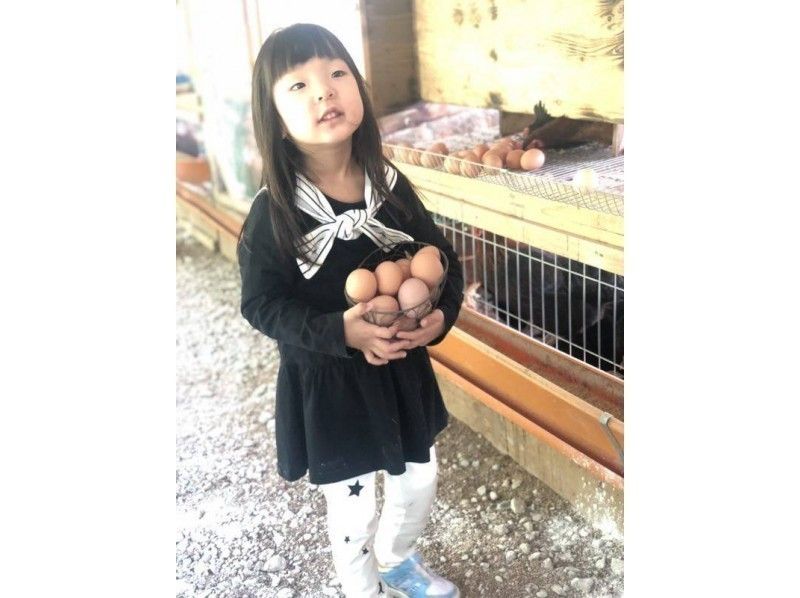 【福井・坂井】福地鶏の餌やりとたまご採り体験＆炊きたて卵かけご飯