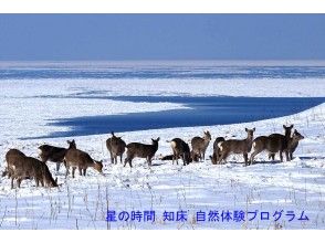 ☆ World Natural Heritage · Shiretoko ☆ Snow Trekking 3 Hour Course View of the cliffs leading to the primeval forest and Shiretoko Cape