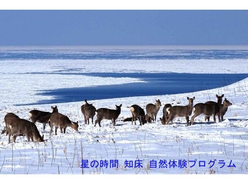 ☆ World Natural Heritage · Shiretoko ☆ Snow Trekking 3 Hour Course View of the cliffs leading to the primeval forest and Shiretoko Capeの画像