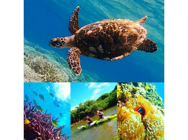 【石垣島・西表島】マングローブカヌー＆秘境の源流巡り＆バラス島・海ガメと一緒に泳げるシュノーケリング