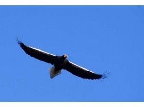 [Hokkaido/ Shiretoko] World Natural Heritage-Shiretoko Steller's Sea Eagle / White-tailed Eagle observation (2 hour course / car movement)の画像