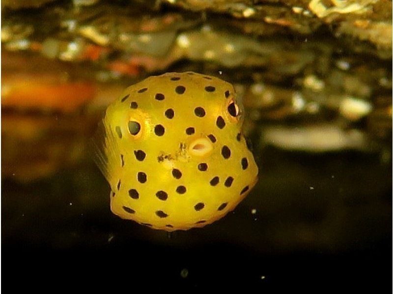 【城ヶ崎海岸】定員２組迄の限定プラン！少人数制！ダイビング後、天然温泉入る！写真集プレゼント！のコ