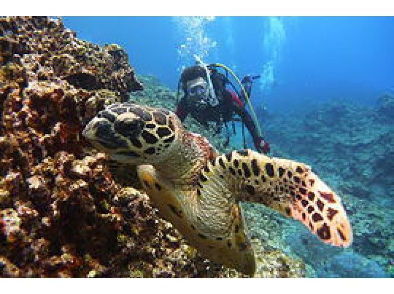 恩納村発【沖縄・慶良間】ケラマ1日 Funダイビング(3ダイブ) ※器材レンタルなし【ランチ付き】