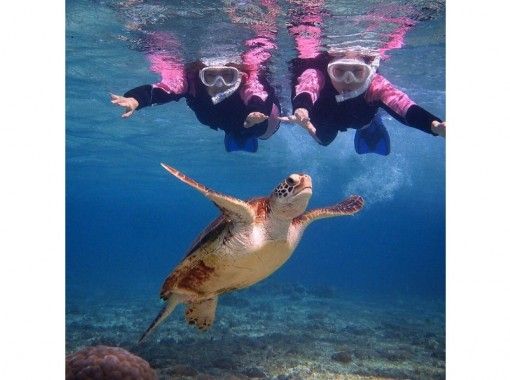 ウミガメ＆熱帯魚と泳ぐシュノーケルの画像