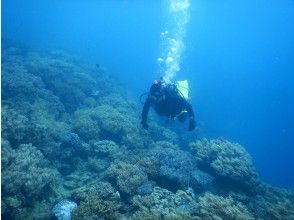 【沖縄・本島】沖縄の海を堪能！写真無料☆ビーチ体験ダイビング