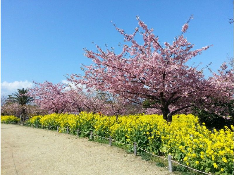 温暖なリゾートアイランド「初島」(はつしま)の河津桜と菜の花観賞バスツアー【13401】