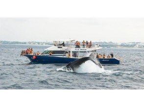 【沖縄・北谷発・半日】冬季限定！ホエールウォッチングツアー｜大型クルーザーを少人数で広々快適♪ ☆2/1～3/15は返金保証あり☆