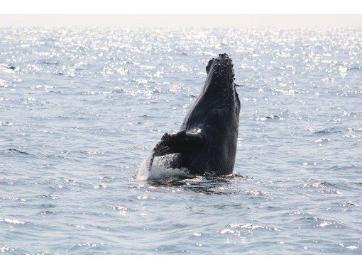 [Departing from Chatan, Okinawa] Winter only! Whale watching tour on a large cruiser that can accommodate 57 people, with a small group of up to 30 people. ☆2/1~3/15 Money-back guarantee available☆の画像