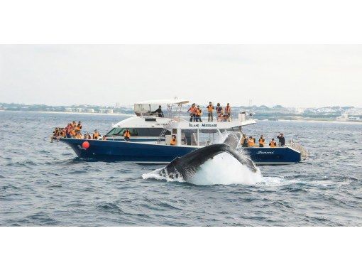 【沖縄・北谷発】冬季限定！57名乗り大型クルーザーを「30名までの少人数」で行くホエールウォッチングツアー ☆2/1～3/15返金保証あり☆の画像