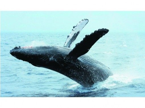 [Half-day tour from Chatan, Okinawa] \2026/Winter only! Whale watching tour on a large cruiser ☆Money back guarantee available from February 1st to February 28th☆の画像