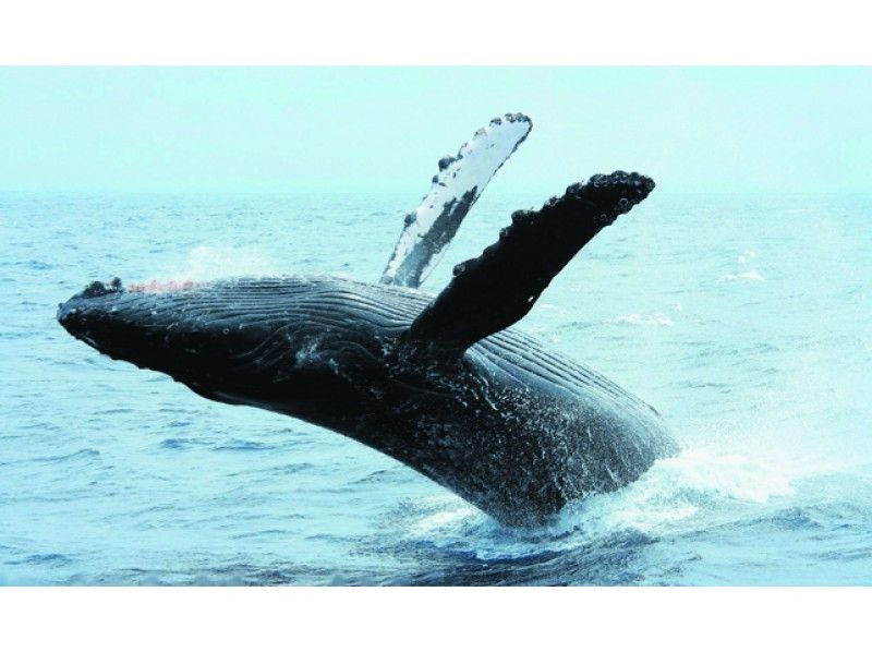 [2022, winter only, from Chatan] ☆ Whale watching tour with a large cruiser ☆ <Money-back guarantee>の紹介画像