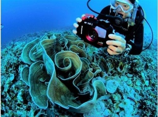 【Okinawa · Kerama】 Fun Diving! 3 dives! Free rental of OLYMPUS camera & diving equipment​ ​の画像
