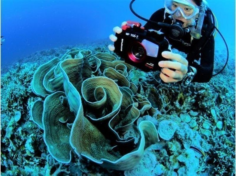 【Okinawa · Kerama】 Fun Diving! 3 dives! Free rental of OLYMPUS camera & diving equipment​ ​の紹介画像