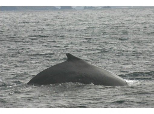 [Kagoshima / Amami Oshima] Let's meet humpback whales in the sea of Amami Oshima! " Whale watching "の画像