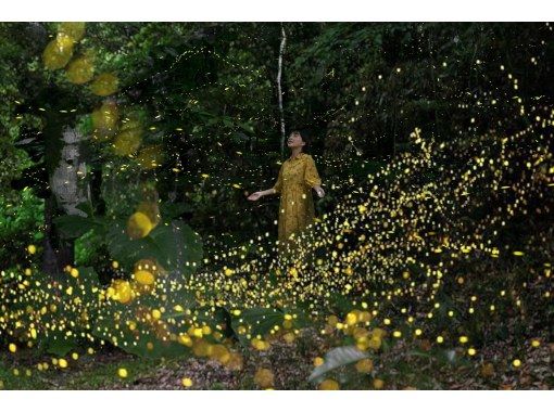 [Iriomote Island/Sunset] Natural illumination! Limited-time Yaeyama firefly viewing tour [March to May only] ★Applications accepted on the day★の画像
