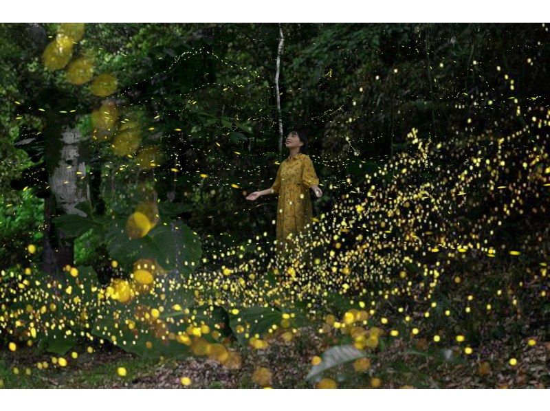 [Iriomote Island/Sunset] Natural illumination! Limited-time Yaeyama firefly viewing tour [March to May only] ★Applications accepted on the day★の紹介画像