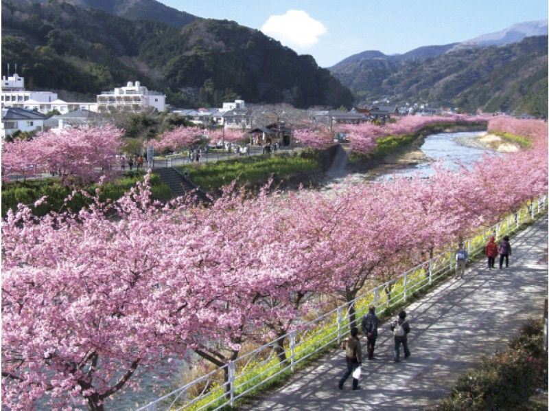 河津桜まつり&日本三大寝釈迦像拝観&めんたいこ&わさび工場直売店でお買い物バスツアー【13672】