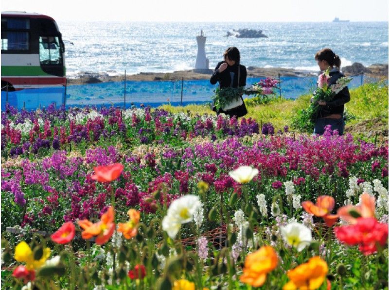 南房総・早春の菜の花&初春の花畑観賞とよくばり海鮮寿司10種&みかん食べ放題バスツアー【13777】