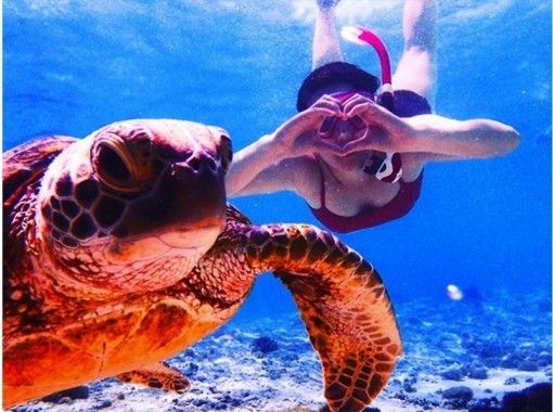 【沖縄・宮古島】遭遇率99%！？宮古島の海でウミガメと泳ぐ♪シュノーケルフォトツアーの画像