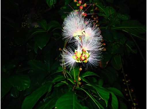 沖縄 西表島 コロナ対策万全 期間限定 幻の花 サガリバナ観賞ツアー アクティビティジャパン