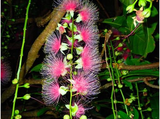 [Iriomote Island/Night] Tour to see the mystical "one-night flower" Sagaribana, which withers overnight [April to August only] ★Applications accepted on the day★Free equipment rental★SALE!の画像