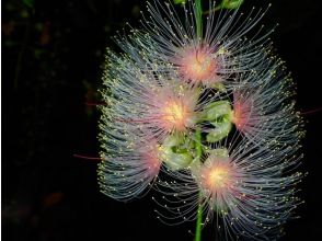 [Ishigaki Island/Night] The mystical "one-night flower" that withers overnight! A tour to see the hanging flowers [April to August only] ★Applications accepted on the day★ Equipment rental free★の画像