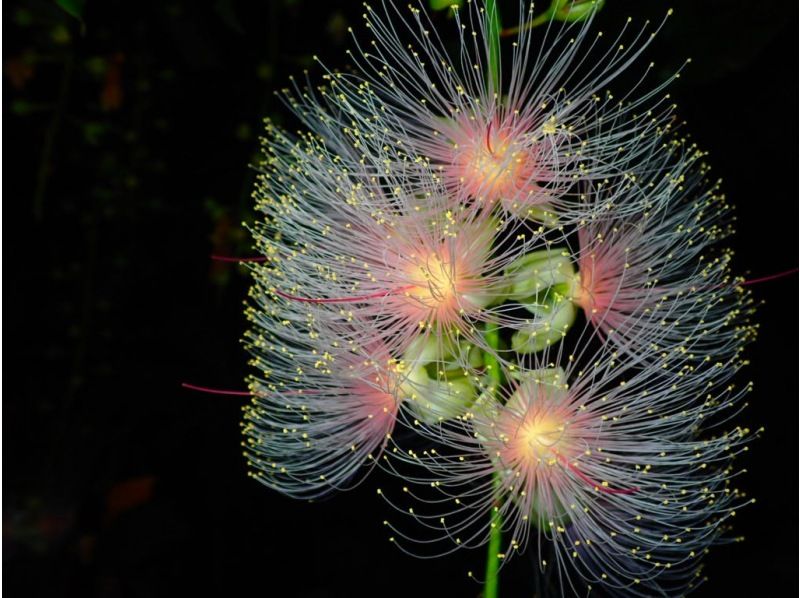 [Ishigaki Island/Night] The mystical "one-night flower" that withers overnight! A tour to see the hanging flowers [April to August only] ★Applications accepted on the day★ Equipment rental free★の紹介画像