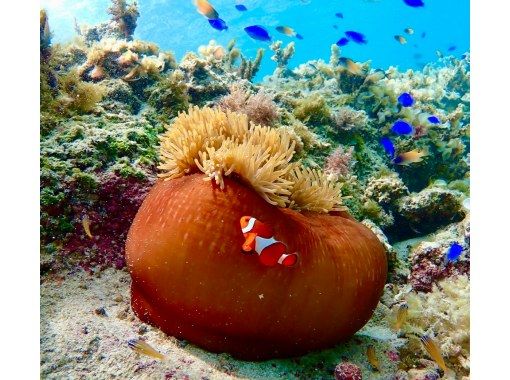 【沖縄・南城市】気軽に海中観光！グラスボート遊覧の画像
