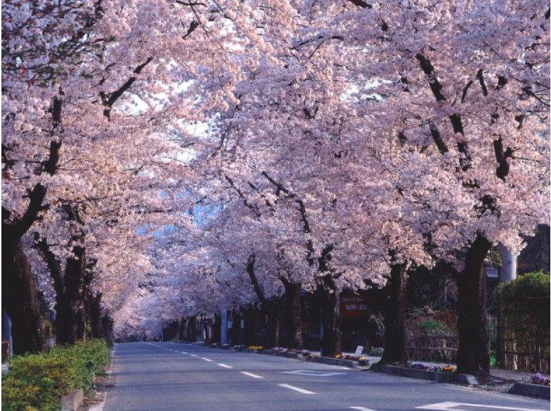 長瀞・桜トンネルと清雲寺しだれ桜観賞＆桜咲くSLパレオエクスプレス乗車バスツアー【13634】