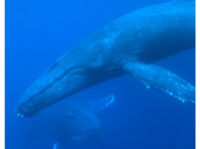 【那覇発】就航2年目♪『沖縄唯一の高速水中観光船』で行くホエールウォッチング¥5,300